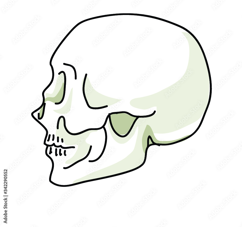 head x-ray skeleton skull side face anatomy person silhouette on white background head x-ray skeleton skull side face anatomy person silhouette on white background