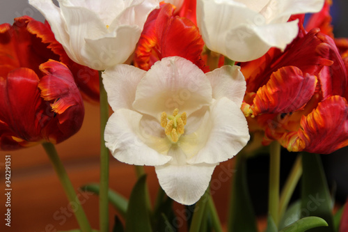 Bunte Tulpen in einer Vase