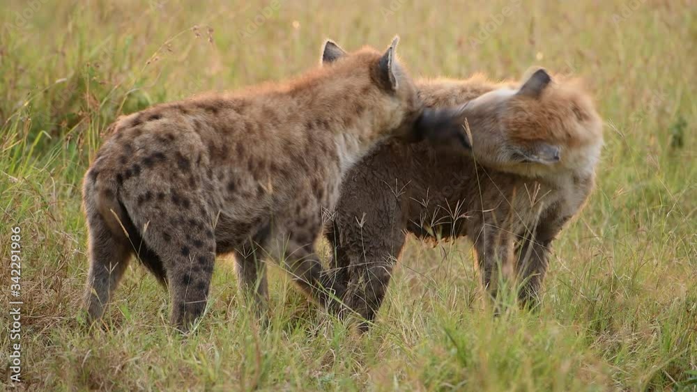 Two young spotted hyenas in the Maasai Mara Reserve in Kenya. Two young spotted hyenas in the Maasai Mara Reserve in Kenya.