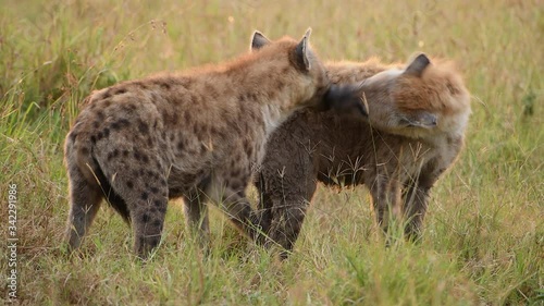 Two young spotted hyenas in the Maasai Mara Reserve in Kenya. photo