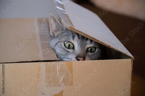 箱に入るネコちゃん