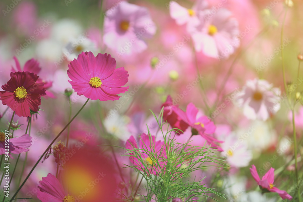 Pink cosmos flower blooming cosmos flower field, beautiful vivid natural summer garden outdoor park image. Pink cosmos flower blooming cosmos flower field, beautiful vivid natural summer garden outdoor park image.