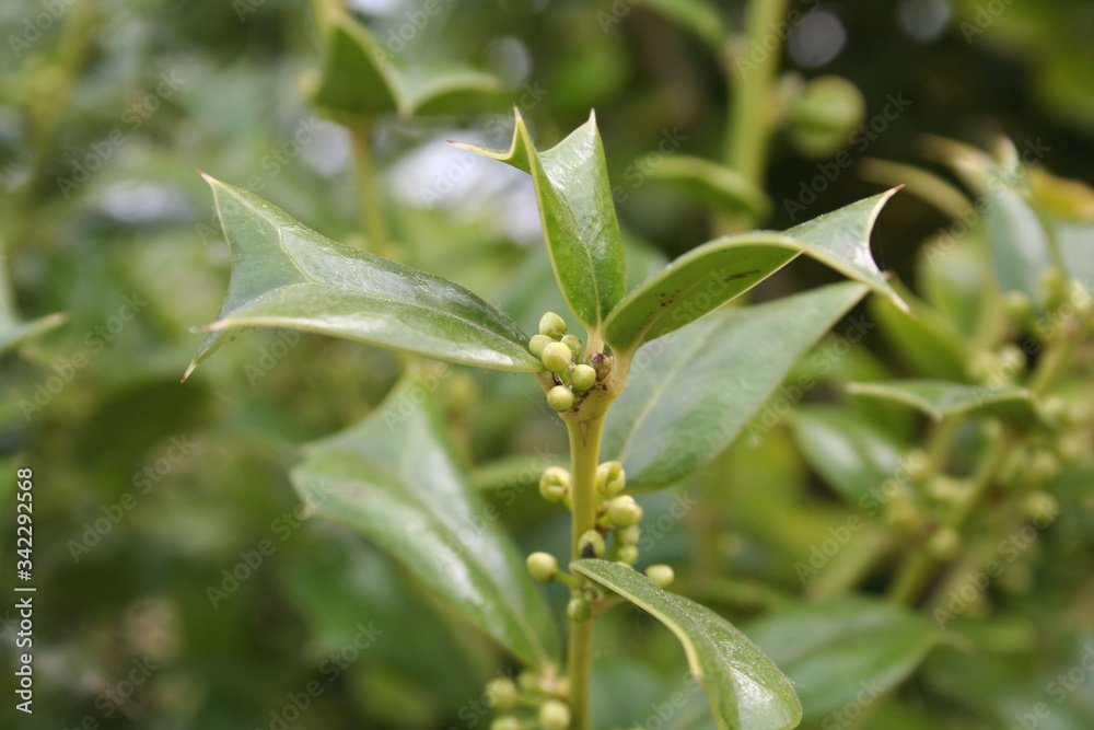 Ilex aquifolium bush in bloom, Holly tree with small pale yellow flowers on springtime Ilex aquifolium bush in bloom, Holly tree with small pale yellow flowers on springtime