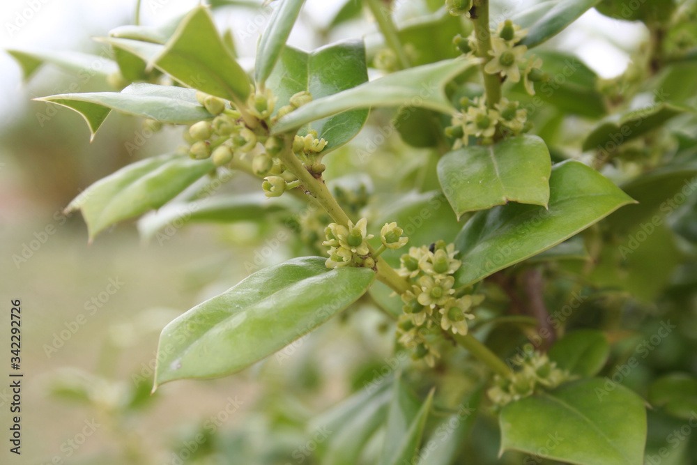 Fototapeta premium Ilex aquifolium bush in bloom, Holly tree with small pale yellow flowers on springtime