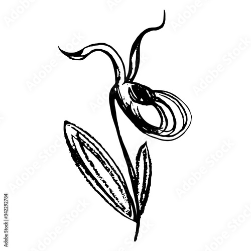 Children's flower page coloring book Vector doodle flower sketch taiga orchid venus slipper. Black outline illustration, drawing isolated on a white background, drawn by hand.