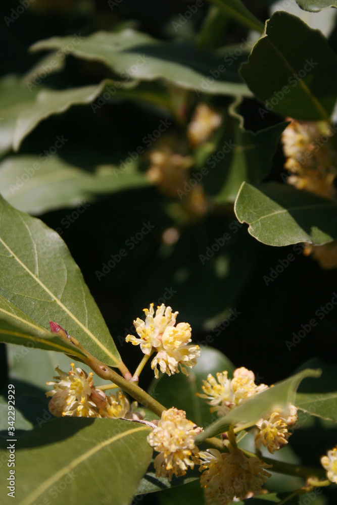 Fototapeta premium Many yellow flowers of Laurel bush on branch. Laurus nobilis in bloom 