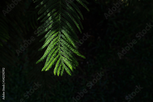 Green fern leaves isolated on dark background