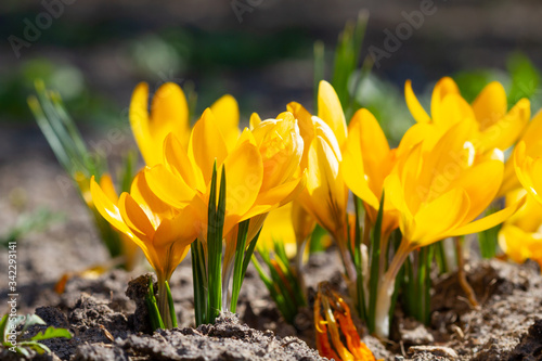 Yellow crocuses bloomed in the sunlight
