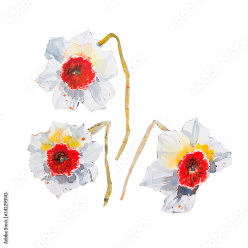 Set of watercolor illustrations of white daffodils with a yellow and red center. Watercolor spring flowers isolated on white background.