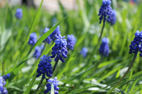 blue flowers in the garden