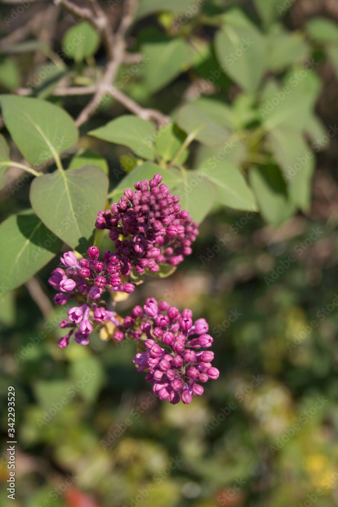Lilac blossoms and flowers on branch in springtime. Syringa vulgaris in bloom Lilac blossoms and flowers on branch in springtime. Syringa vulgaris in bloom