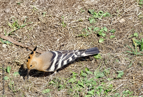 Hoopoe, Common Hoopoe (Upupa epops) Eurasian Hoopoe, in green grass. © manola72