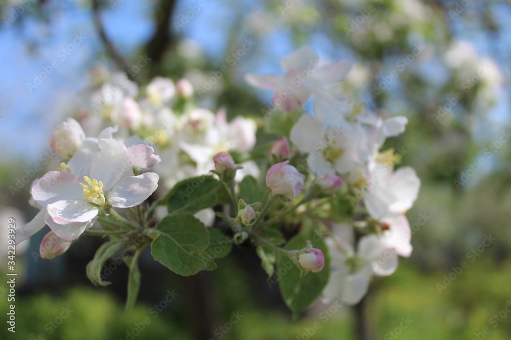 apple tree blossom apple tree blossom