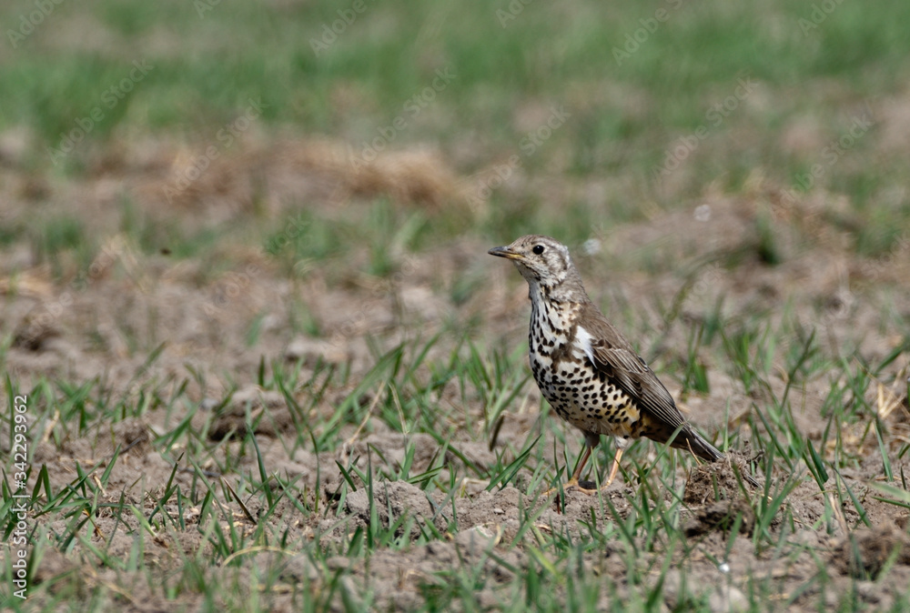 Mistle Thrush in search of worms in the field Mistle Thrush in search of worms in the field