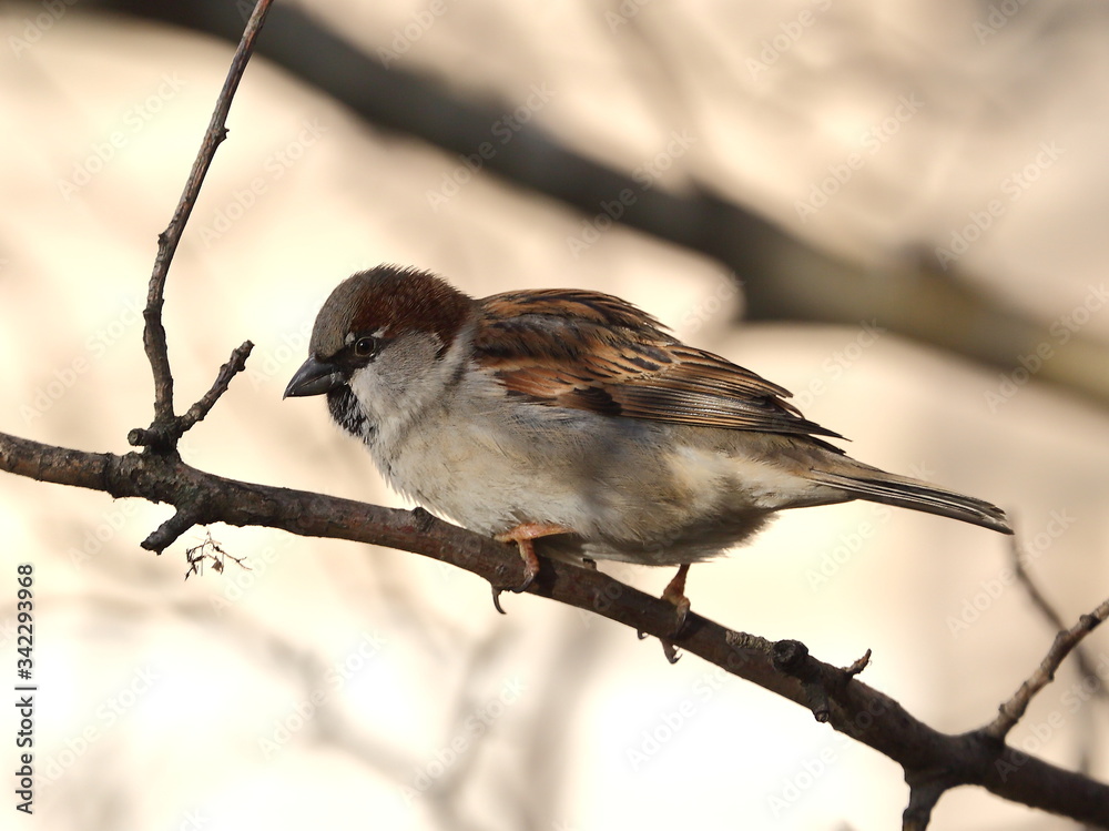 Obraz premium A Sparrow sitting on a tree branch