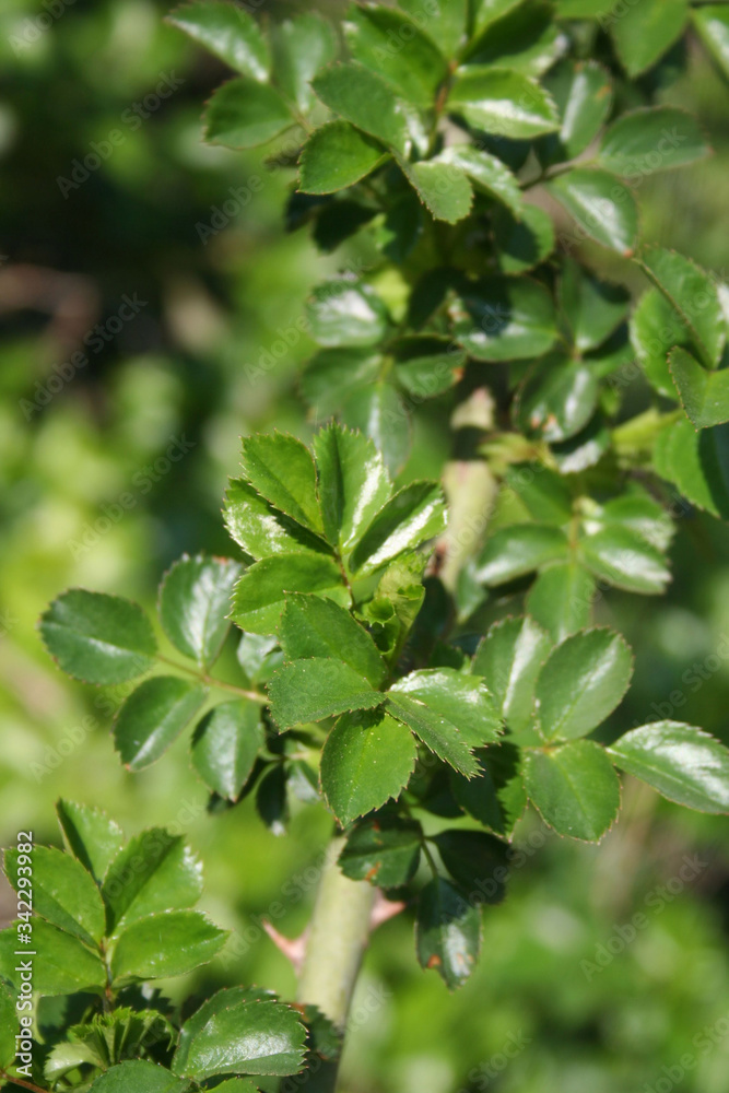 Climbing rose bush growing in the garden on a sunny day on springtime
Climbing rose bush growing in the garden on a sunny day on springtime
