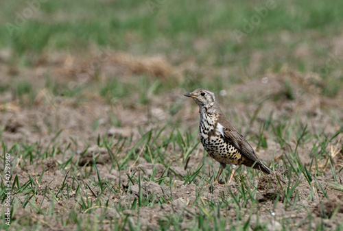 Mistle Thrush in search of worms in the field