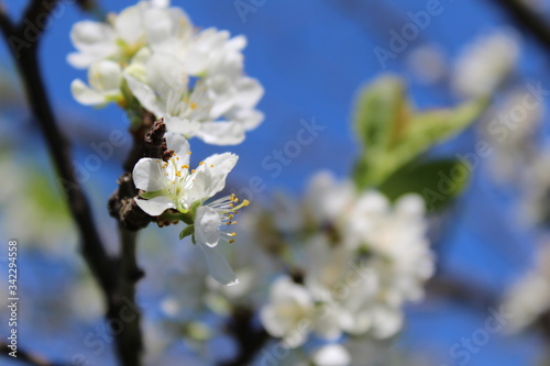 apple tree blossom
