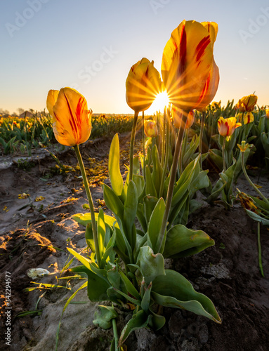 yellow tulips in morning sunburst