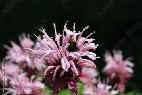 flower of a purple thistle