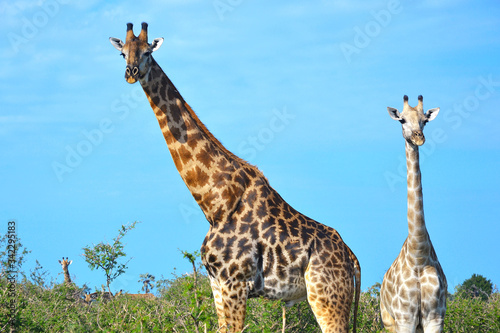 Group of giraffes in Etosha National Park  Namibia  Africa.