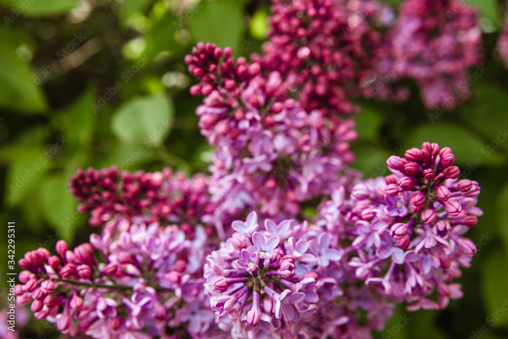 blossoming, bouquet, branch, bunch, bushes, close up, leaf, lilac blossom, lilac bush, lilac flowers, spring flower, tree, violet, white blossoming, bouquet, branch, bunch, bushes, close up, leaf, lilac blossom, lilac bush, lilac flowers, spring flower, tree, violet, white