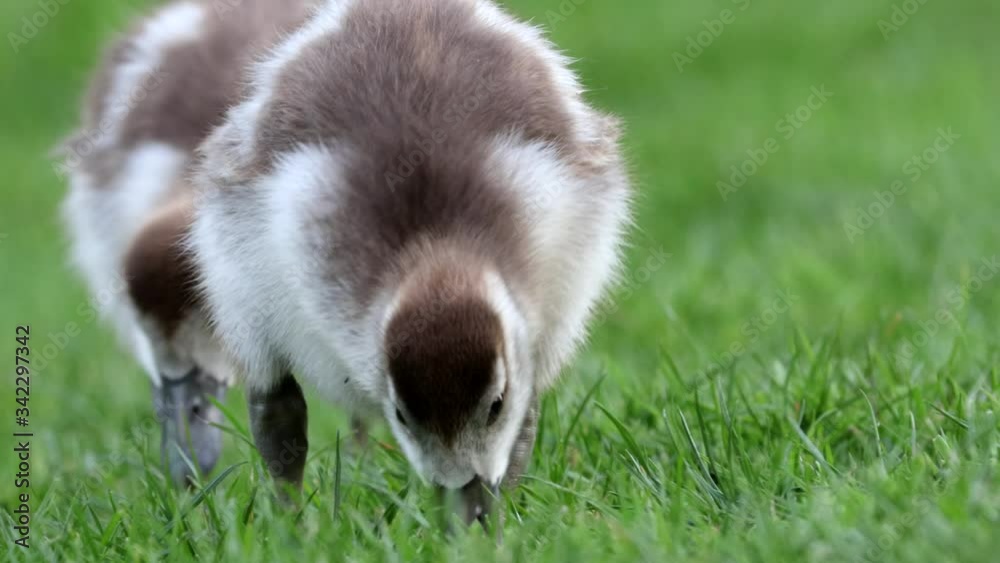 chicks of a egyptian goose feeding on grass 4k video footage chicks of a egyptian goose feeding on grass 4k video footage