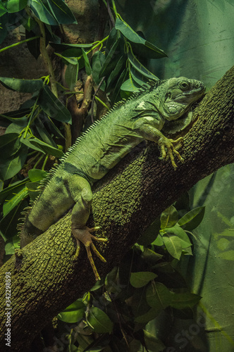 green iguana resting on a tree trunk.