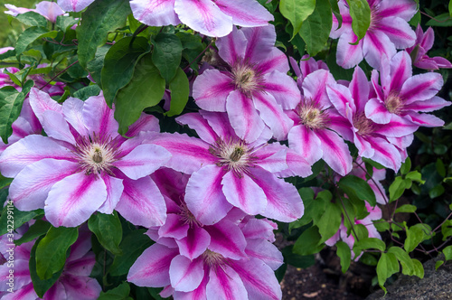 Spectacular Clematis flowers with large petals in different shades of purples and green leaves