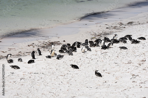 A beach in East Falkland