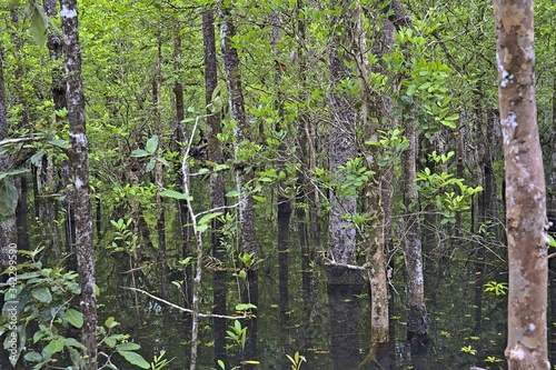 A pond at Marrdja boardwalk in the Daintree rainforest at daytime photo