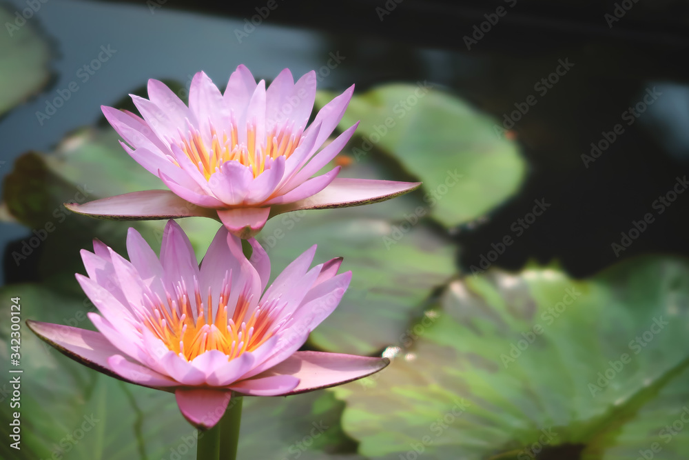 Beautiful purple water lily lotus flower blooming on water surface. Reflection of lotus flower on water pond. Beautiful purple water lily lotus flower blooming on water surface. Reflection of lotus flower on water pond.