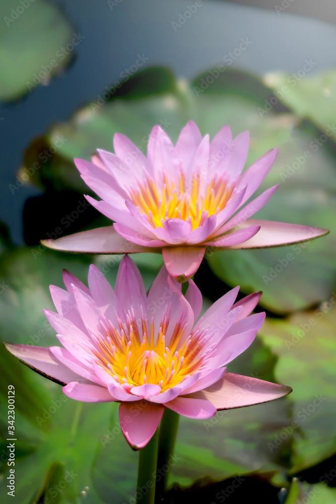 Beautiful purple water lily lotus flower blooming on water surface. Reflection of lotus flower on water pond. Beautiful purple water lily lotus flower blooming on water surface. Reflection of lotus flower on water pond.