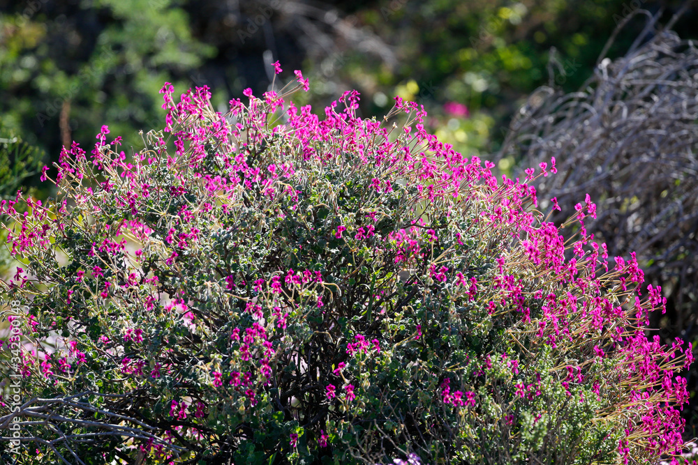 Obraz premium purple flowers in the wild