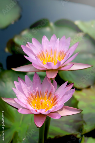 Beautiful purple water lily lotus flower blooming on water surface. Reflection of lotus flower on water pond.