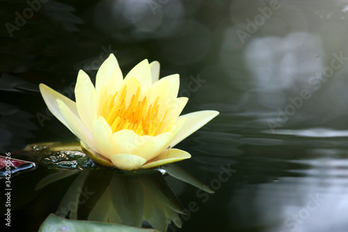 Beautiful yellow water lily lotus flower blooming on water surface. Reflection of lotus flower on water pond.