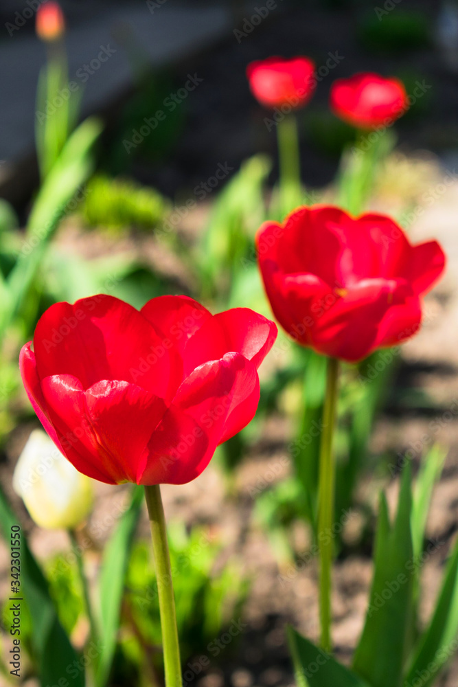 Fototapeta premium Opened buds of red tulips in the spring garden.