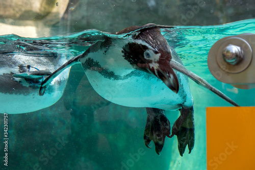 pingwin pod wodą