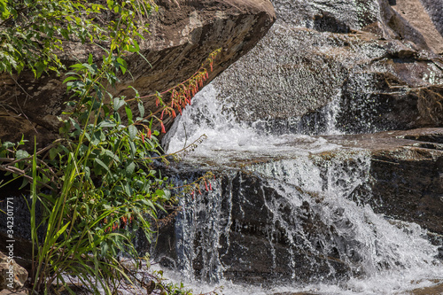 Orange Cape fuchsia, Phygelius capensis, at cascades in Mahai River photo