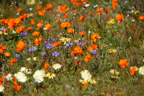 field of flowers photo