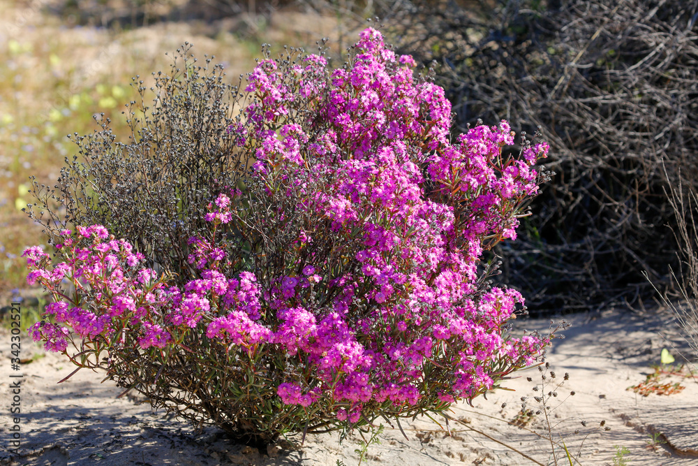Obraz premium purple flower in the wild