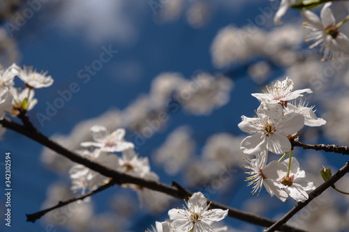 Apricot branch with white flowers on a bright sunny day on a blue sky sleep. Selective focus.