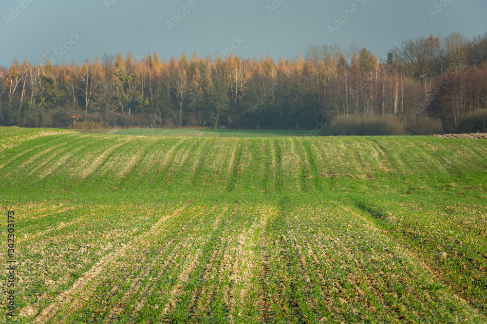 Growth on a green hilly field, autumn forest and blue sky Growth on a green hilly field, autumn forest and blue sky