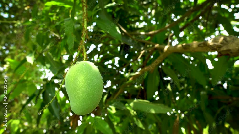 Green Mango on the tree in the farm. water drop on Mango against the background of green leave.