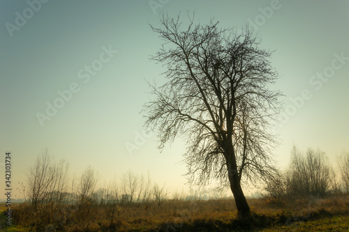 Silhouette of a large tree without leaves against a cloudless sky