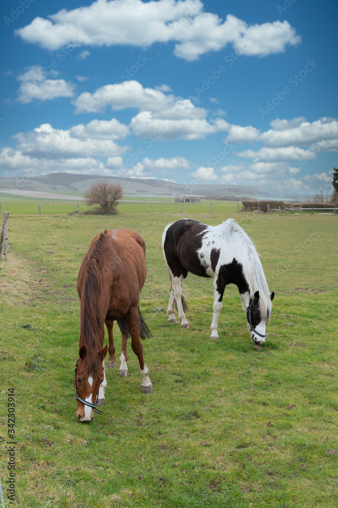 Horses in a meadow with blue sky and clouds Horses in a meadow with blue sky and clouds