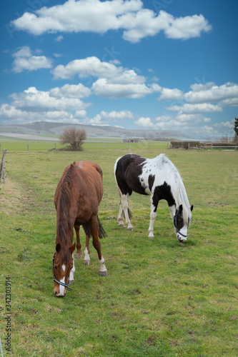 Horses in a meadow with blue sky and clouds