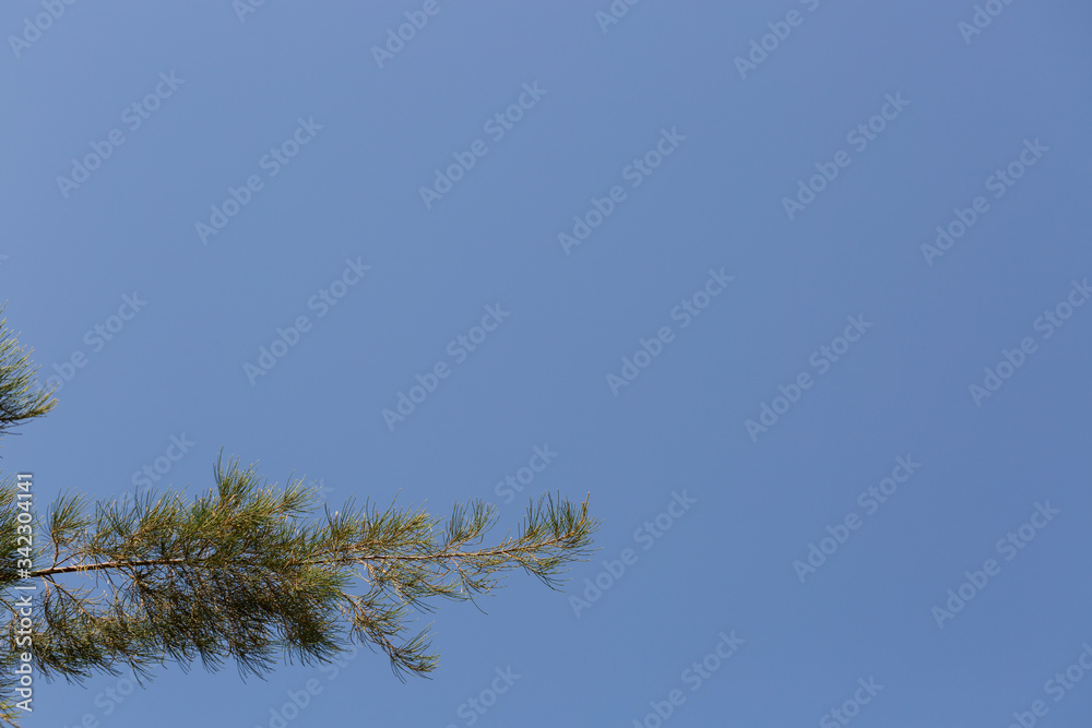 pine tree branches against blue sky. pine tree branches against blue sky.