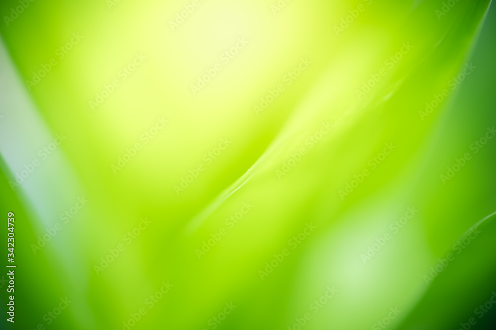Obraz premium Amazing nature view of green leaf on blurred greenery background in garden and sunlight with copy space using as background natural green plants landscape, ecology, fresh wallpaper concept.
