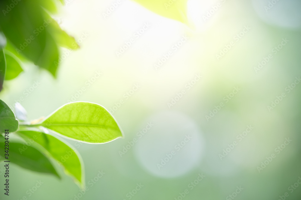 Amazing nature view of green leaf on blurred greenery background in garden and sunlight with copy space using as background natural green plants landscape, ecology, fresh wallpaper concept. Amazing nature view of green leaf on blurred greenery background in garden and sunlight with copy space using as background natural green plants landscape, ecology, fresh wallpaper concept.